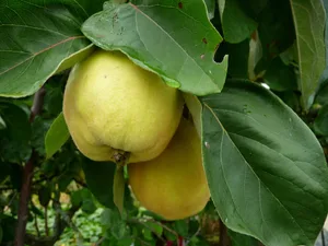 Aus Quitten entsteht unter anderem leckere Marmelade. (Bild: Ursula Küffer/landwirtschaft.ch)