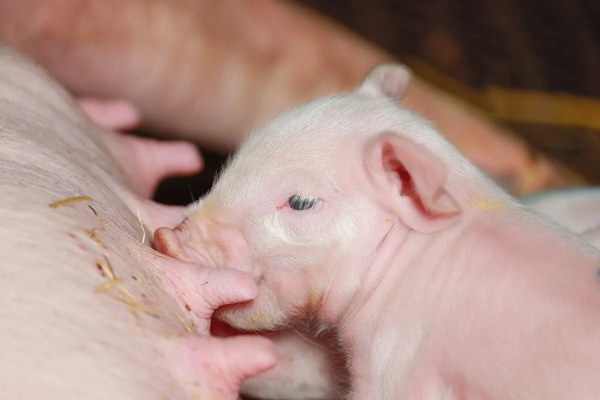 1b775c52d5c133a33d0bfc161acbad1d369789f9 In Sachen Qualität und Tierschutz sind die Unterschiede zum Ausland klar. Im Bereich Gesundheit braucht es eine deutlichere Faktenlage.Bild: Peter Röthlisberger