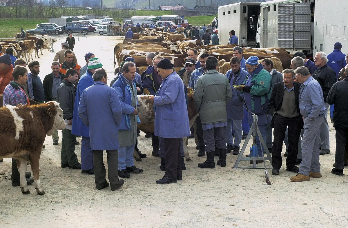 e649a7f1f684b099b9f7ffea4ff7e9d0697ece3d Schlachtviehmärkte sind ab 11. Mai wieder erlaubt. (Bild Archiv)