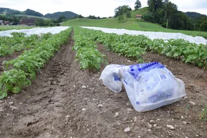 Mit Düngersack und Argusaugen machen sich die Landwirte mehrmals pro Woche auf, ihre Pflanzkartoffelfelder zu säubern.