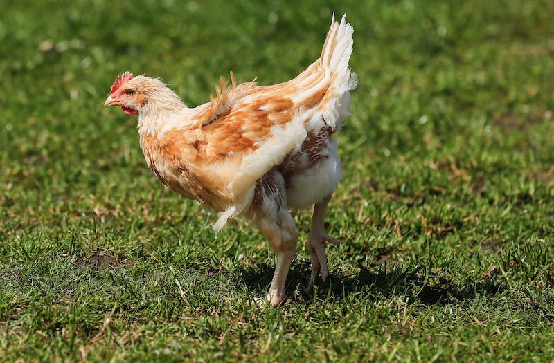 Pouletfleisch ist auffallend hell – das hat mehrere Gründe. (Bild Peter Röthlisberger / BauZ)