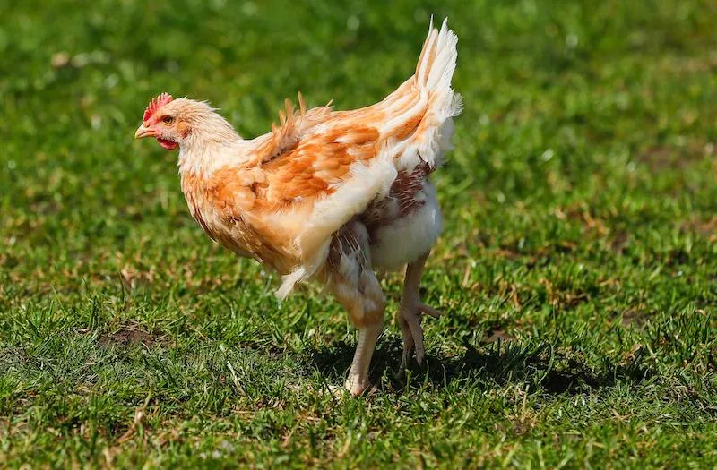e228ef3da605ce960f4c86ddfa0ac642404cbdeb Pouletfleisch ist auffallend hell – das hat mehrere Gründe. (Bild Peter Röthlisberger / BauZ)