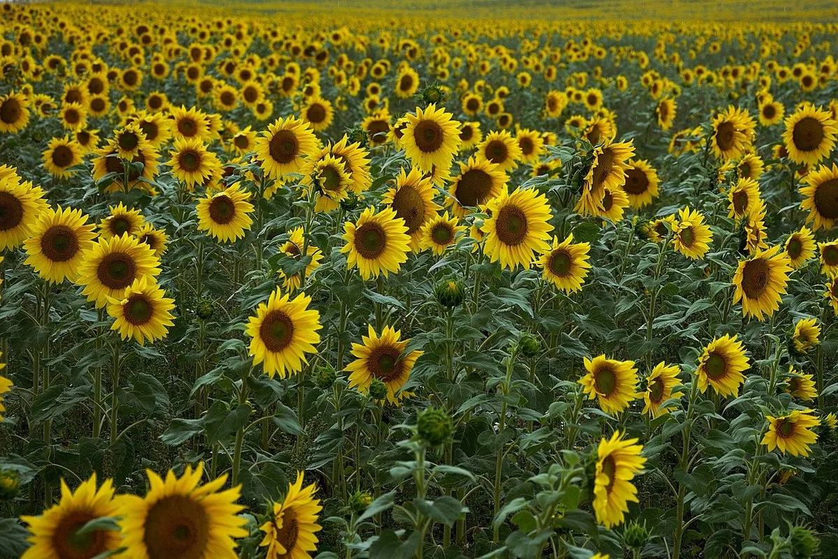 1ebe21143e942a663fd1581b58242a5b6c7f7d38 Anmelden können sich Verarbeiter von Sonnenblumen, Raps und Futtersoja. (Bild Pixabay)