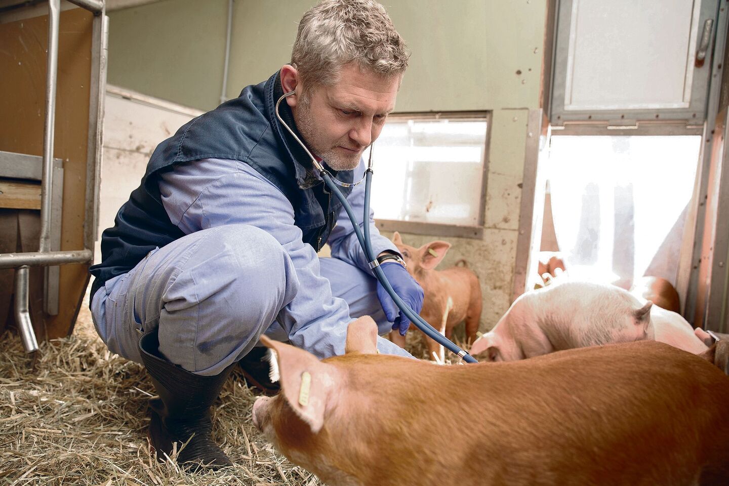 Lehre, Forschung, Praxis: Veterinär Dolf Kümmerlen leitet seit August 2022 die Abteilung Schweinemedizin am Tierspital Uni Zürich.