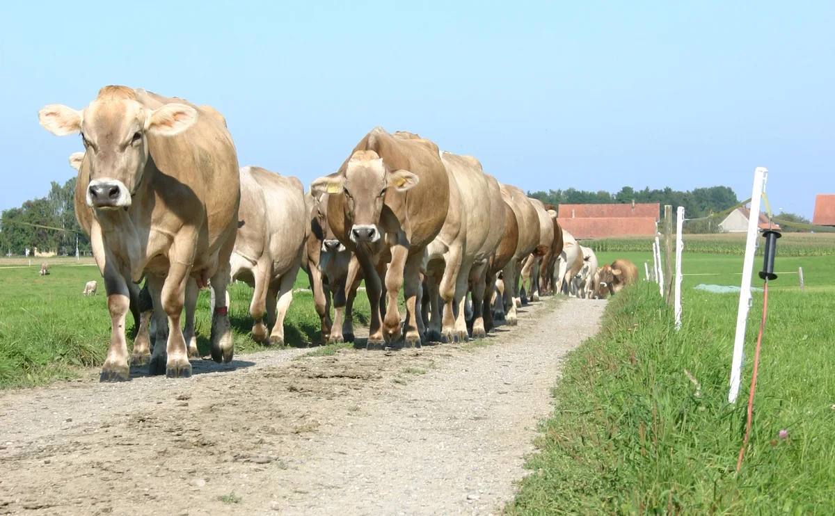 auktion In Rothenthurm wurden Top-Tiere verkauft