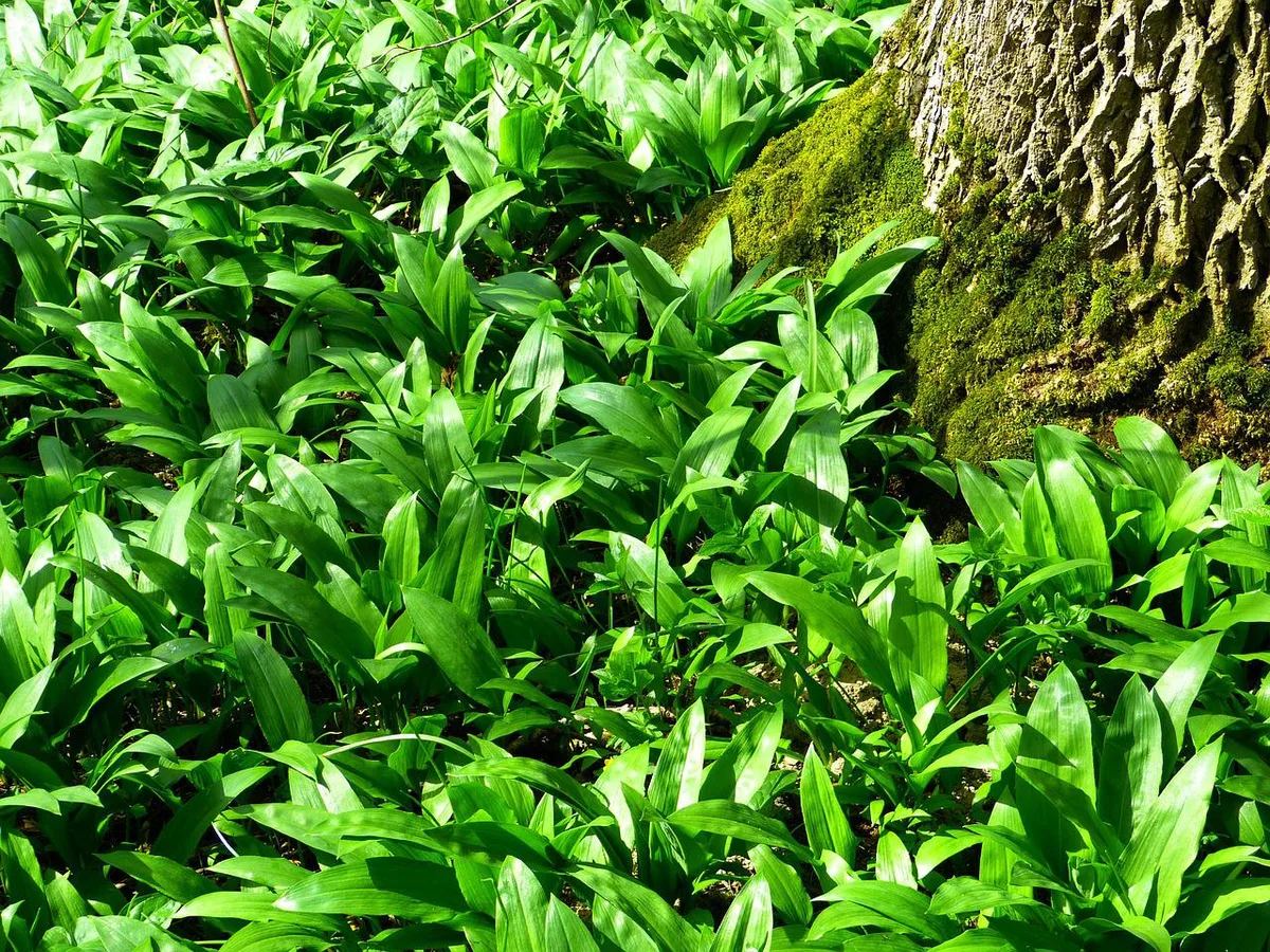 bears-garlic-323119_1280 Waldpflanzen blühen eine Woche früher als vor 100 Jahren