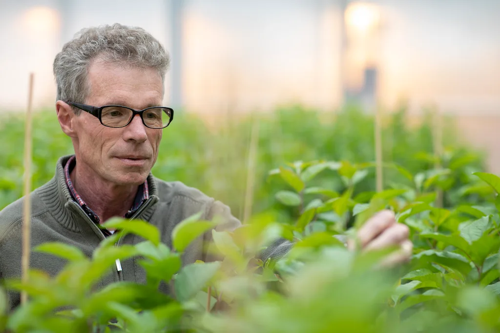 c8d42dad013bd3567da752b491166a32c430e050 Markus Kellerhals züchtet für Agroscope in Wädenswil seit 30 Jahren Äpfel. Bild: Gian Vaitl