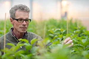 Markus Kellerhals züchtet für Agroscope in Wädenswil seit 30 Jahren Äpfel. Bild: Gian Vaitl