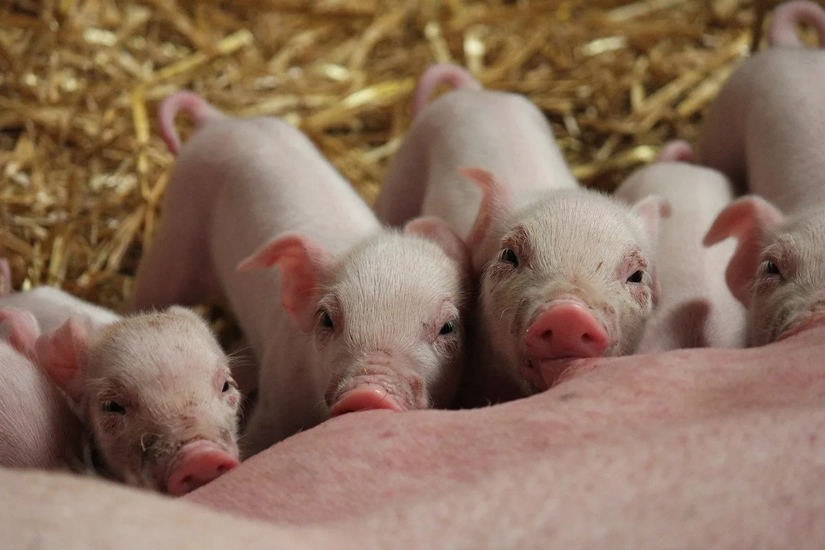 ferkel_paul_anderson Metzger und Hefenhofen-Landwirt sollen illegal mit Kümmerer-Ferkel gehandelt haben