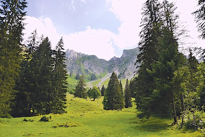 271187e9cc3e0189dfbb8cff97b1fc11606e83bc Nimmt die Wolfspopulation unbegrenzt zu, werden viele Alpen nicht mehr bestossen und ihrem Schicksal überlassen. Für die Biodiversität wäre das eine Katastrophe. (Bild Peter Fankhauser)