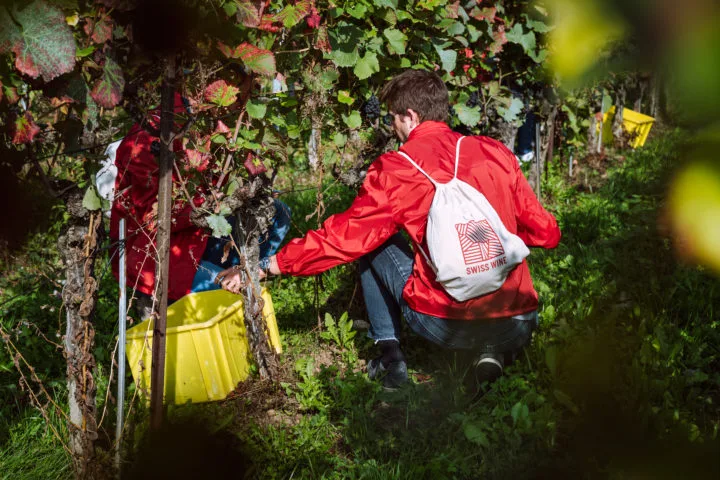 ivv-vendanges Einige Walliser Unternehmen könnten die Ernteausfälle nicht überleben