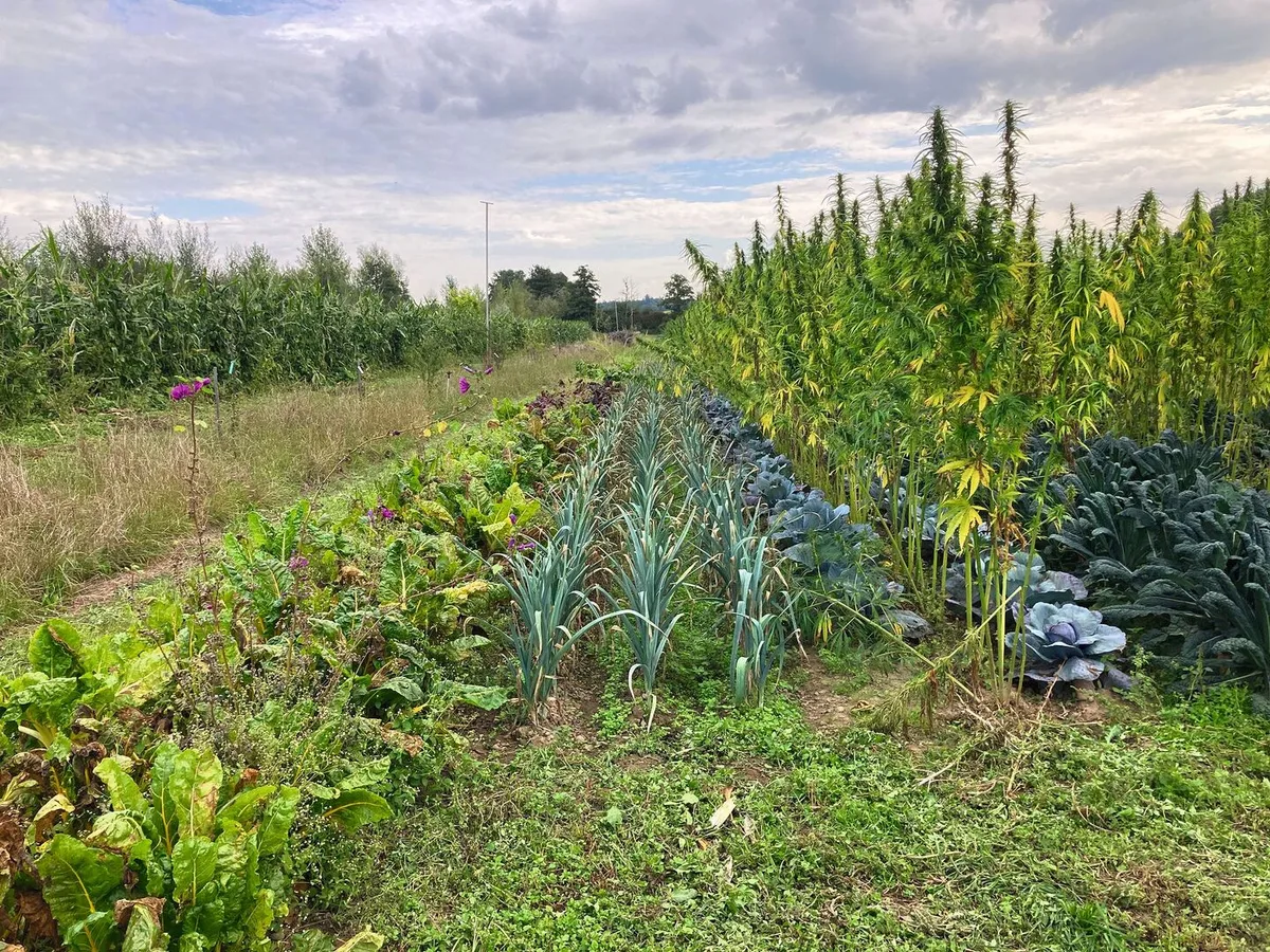 Auf elf Permakultur-Betrieben untersucht die HAFL in einem Projekt mit dem BLW und der Stiftung «Sur-La-Croix»&nbsp; u.a. die Flächenproduktivität.