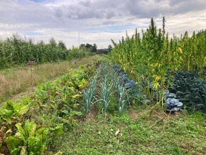 Auf elf Permakultur-Betrieben untersucht die HAFL in einem Projekt mit dem BLW und der Stiftung «Sur-La-Croix» u.a. die Flächenproduktivität.