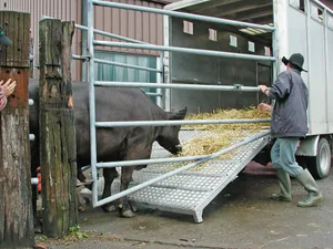 Für Tiere, die in den Export gehen, gilt neu die Durchführung eines Gesundheitsprogramms – ein Jahr vor dem Exportdatum. Damit soll unter anderem Zoonosen vorgebeugt werden. (Bild BauZ)