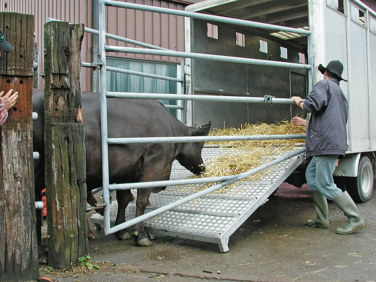 e6ee6b44ad93c957dcd647037a7a7ca4c30a3ce8 Für Tiere, die in den Export gehen, gilt neu die Durchführung eines Gesundheitsprogramms – ein Jahr vor dem Exportdatum. Damit soll unter anderem Zoonosen vorgebeugt werden. (Bild BauZ)