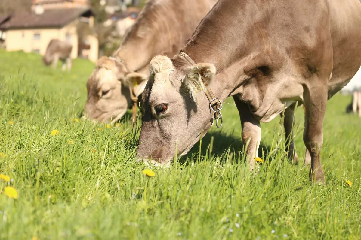 Bundesbeschlüsse verstärken den Druck auf Tierhaltung in der Zentralschweiz