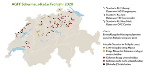 Die Schermäuse konnten ihre Populationsdichte fast überall halten oder vergrössern. Klassische Massenvermehrung ereignen sich aktuell im Entlebuch LU, in der Region Thal SO und in den Franches-Montagnes JU. Eine deutliche Entspannung gibt es im Emmental BE, Säuliamt ZH, auf dem Hirzel ZH sowie im freiburgischen voralpinen Hügelgebiet. Grafik: Doris Rubin/Quelle: www.dgrn.ch/schermausradar
