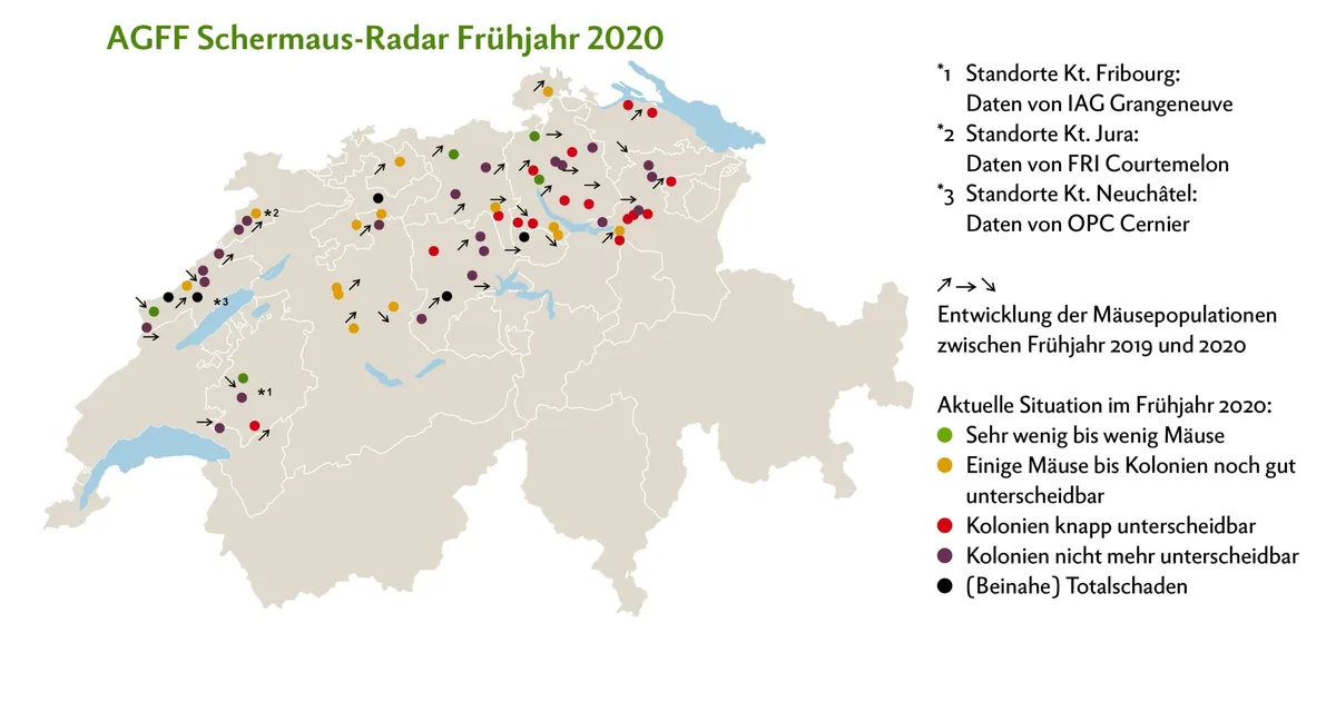 e4c03dbe42292f572272fbb194b309b5c98d7a81 Die Schermäuse konnten ihre Populationsdichte fast überall halten oder vergrössern. Klassische Massenvermehrung ereignen sich aktuell im Entlebuch LU, in der Region Thal SO und in den Franches-Montagnes JU. Eine deutliche Entspannung gibt es im Emmental BE, Säuliamt ZH, auf dem Hirzel ZH sowie im freiburgischen voralpinen Hügelgebiet. Grafik: Doris Rubin/Quelle: www.dgrn.ch/schermausradar
