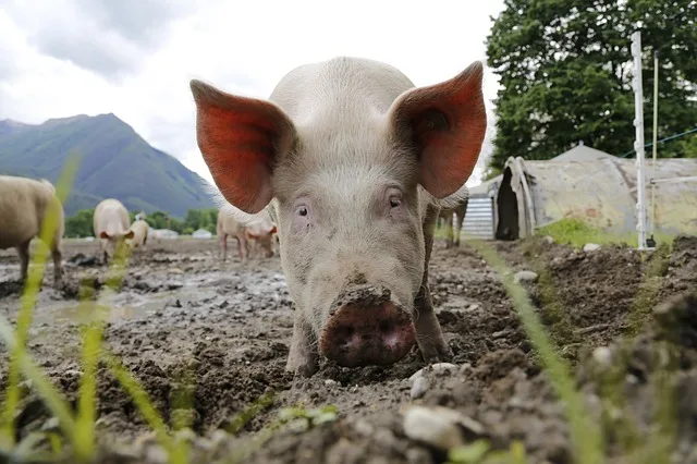 2c6c36a7e73fd9259de52205e7a59826c4c85c58 Seit den 80ern sind die Schweinepreise im Sinken begriffen. (Bild Pixabay)
