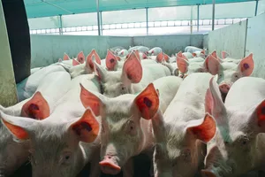 Jede Genetik hat ihre Vor- und Nachteile. Im Bild: Mastschweine aus dem Schweizer Zuchtprogramm mit dem Endprodukteeber Premo für einen optimalen MFA.