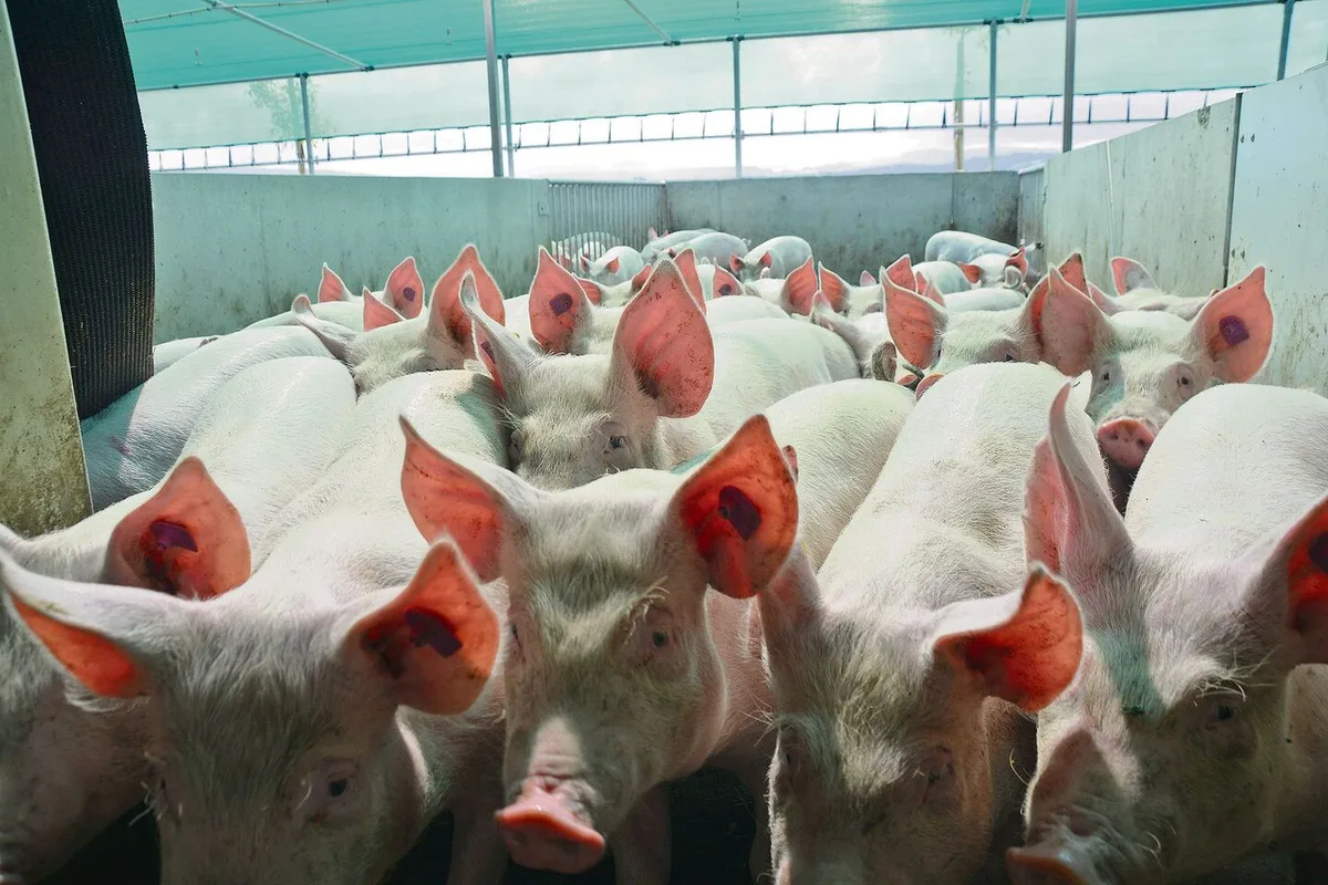 8daa6d7bd5a33aed67ce2a883af6a5fa9bd4c64695064965a03dcc83571c5bb7 Jede Genetik hat ihre Vor- und Nachteile. Im Bild: Mastschweine aus dem Schweizer Zuchtprogramm mit dem Endprodukteeber Premo für einen optimalen MFA.