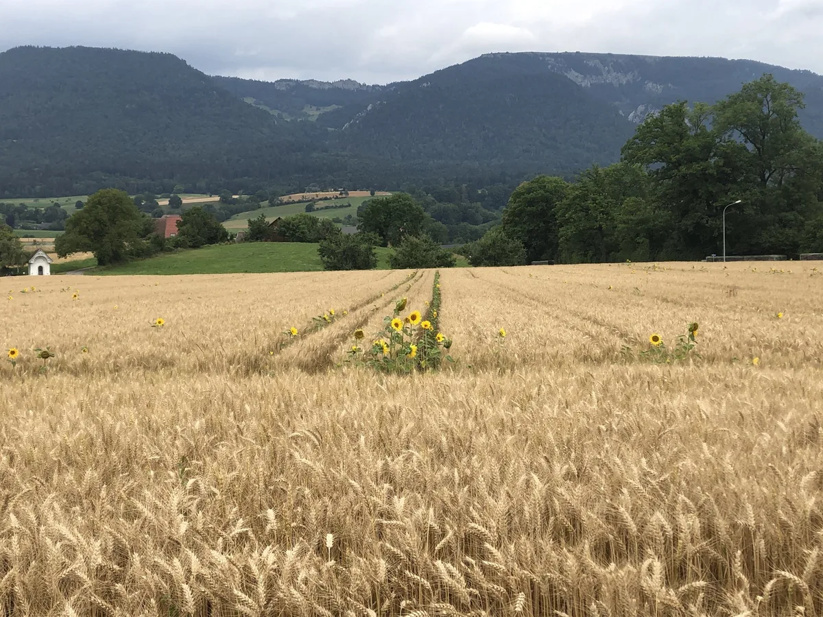 1f08573cfea472edc12feb4c79f18304f4467a3e Rund 400 IP-Suisse Produzent(innen) bauten dieses Jahr herbizidfreies Getreide an - Tendenz steigend. (Bild Markus Dietschi)