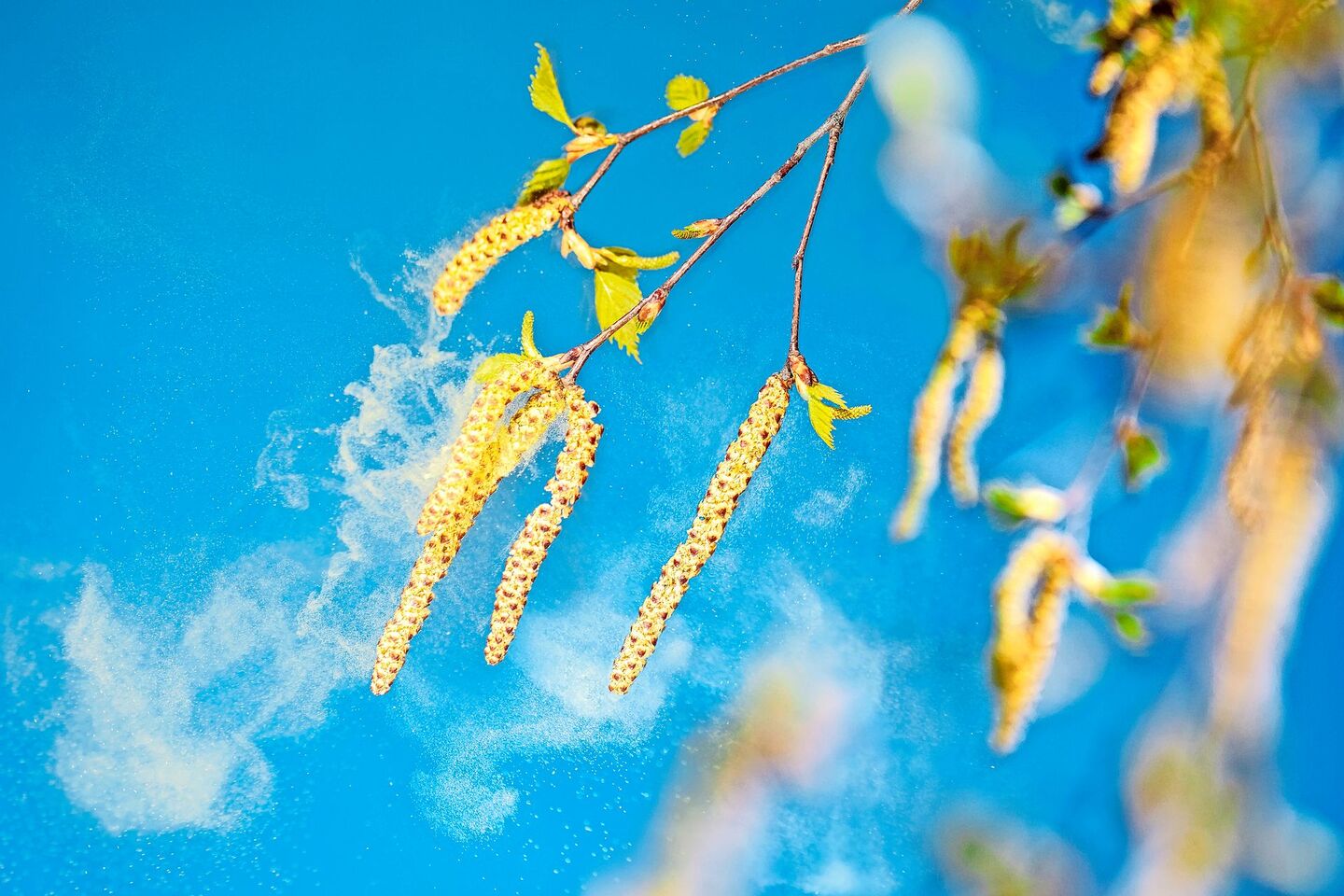 Heuschnupfen und Co: Pflanzenextrakte können bei Pollenallergien helfen