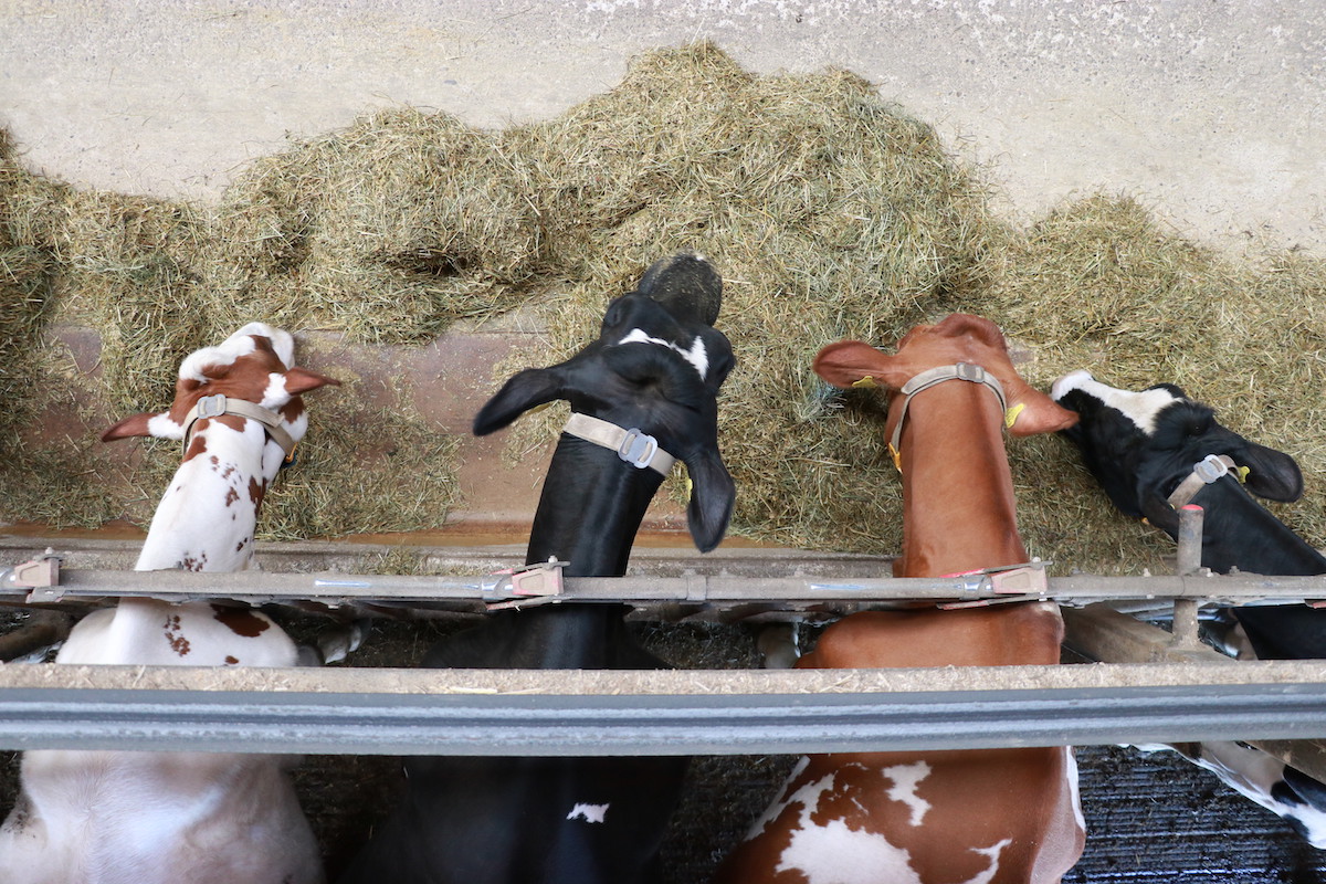 Holstein und Red Holstein-Kühe fressen an der Futterachs eine Totalmischration. Fotografiert wurde aus der Vogelperspektive.