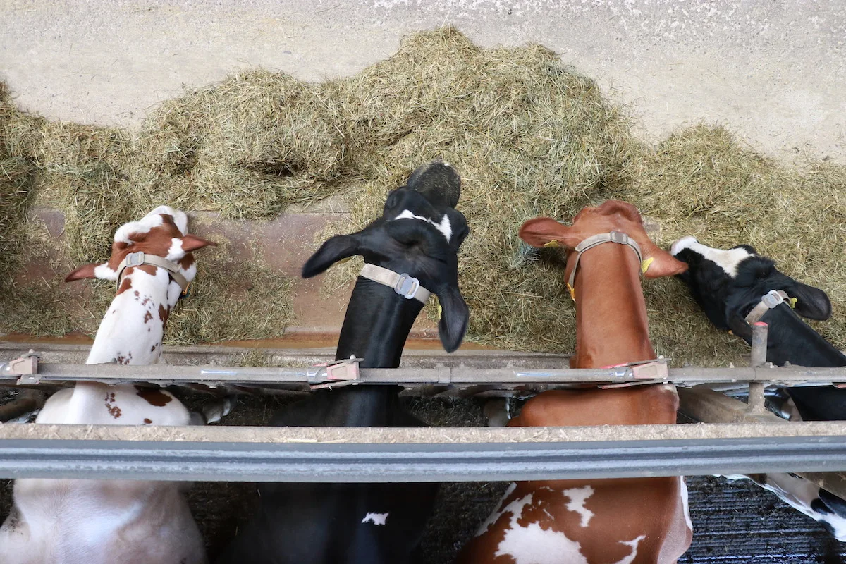 Milchvieh_MLP_Fu__tterungstool Holstein und Red Holstein-Kühe fressen an der Futterachs eine Totalmischration. Fotografiert wurde aus der Vogelperspektive.