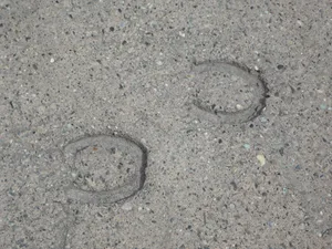 Wie der STS schildert, bleiben vom «Fall Hefenhofen» schreckliche Bilder von verdreckten und misshandelten Pferden zurück. Das Urteil habe Signalwirkung, so die Warnung.