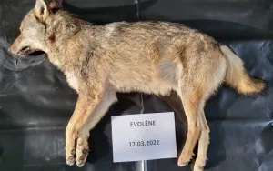Ein 2022 regulierter Jungwolf des Rudels im Val d'Hérens.