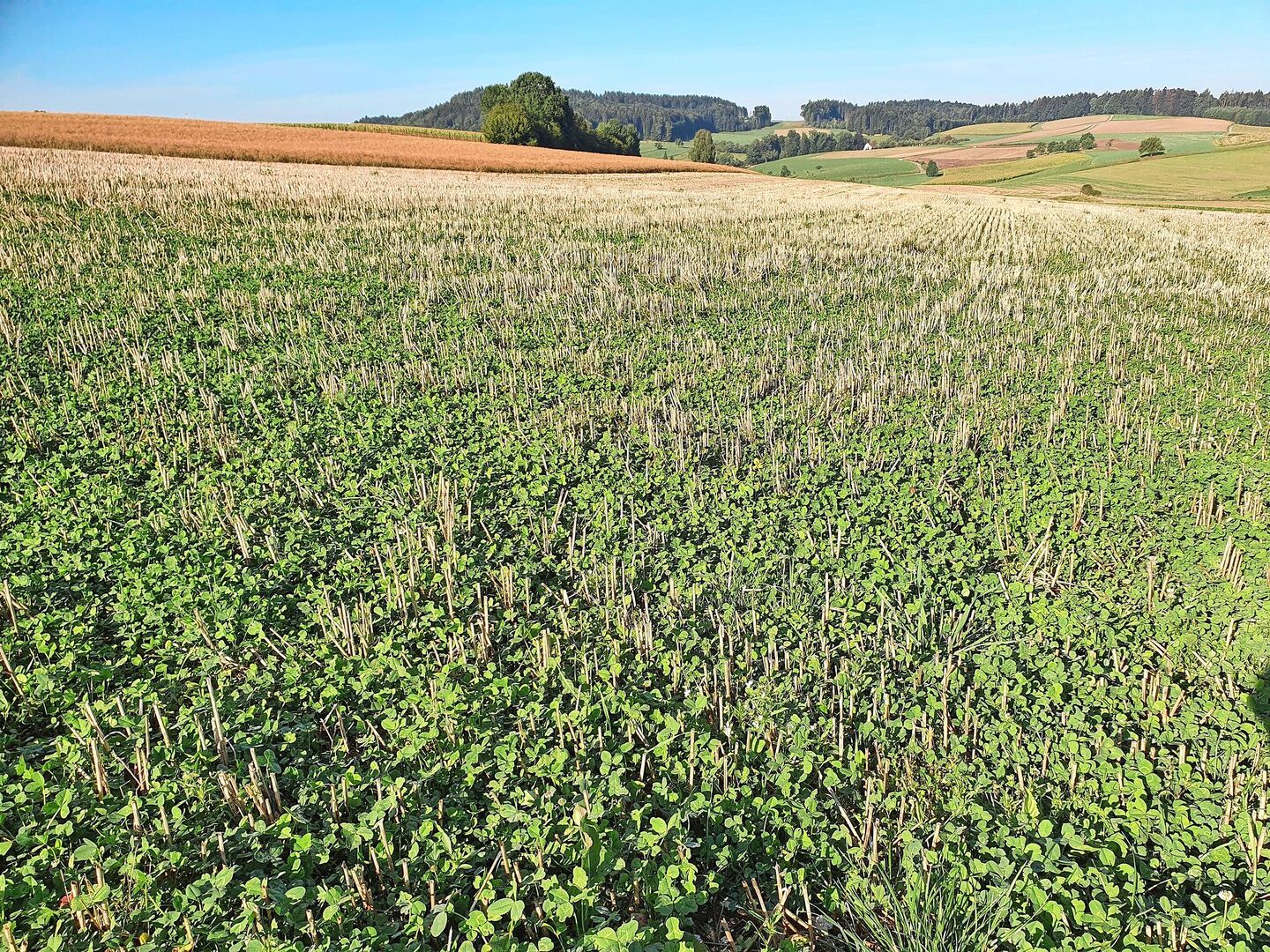 Ideal ist die Kalkausbringung ins Stoppelfeld, danach in die Gründüngung oder wie hier ins Stoppelfeld mit Klee-Untersaat.