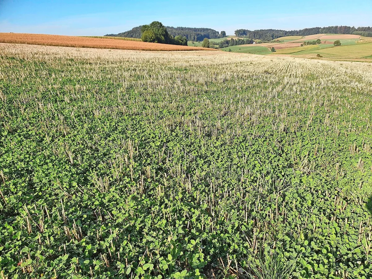 Ideal ist die Kalkausbringung ins Stoppelfeld, danach in die Gründüngung oder wie hier ins Stoppelfeld mit Klee-Untersaat.