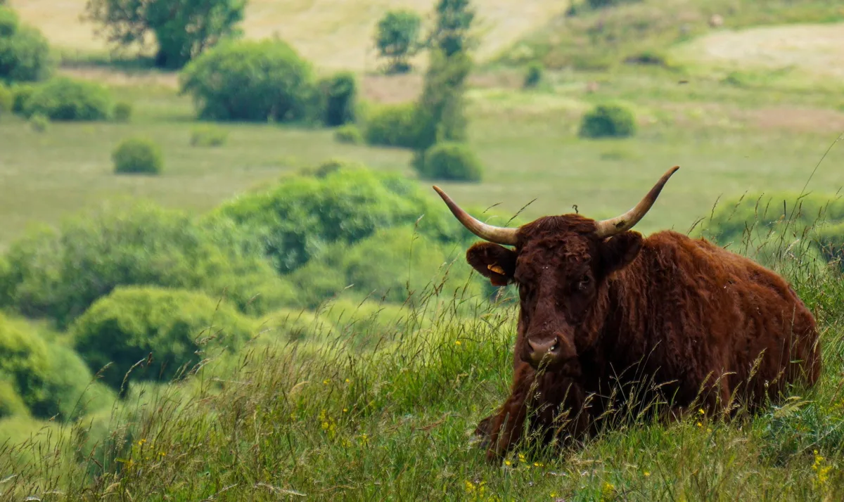 Wegen der Dürre wird die Herstellung einer traditionellen Käsesorte in Frankreich gestoppt