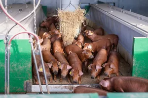 Die Duroc-Ferkel werden mit vier Wochen abgesetzt und auf ein Gewicht von 140kg gemästet.