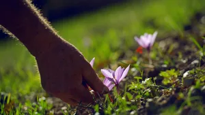 Aus Crocus sativus wird in aufwändiger Handarbeit Safran gewonnen. Auch im Wallis. (Bild Munder Safran)