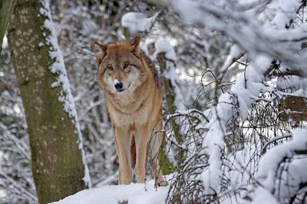 wolf_marcel_langthim Die Chancen stehen gut für eine Herabsetzung des Schutzstatus beim Wolf
