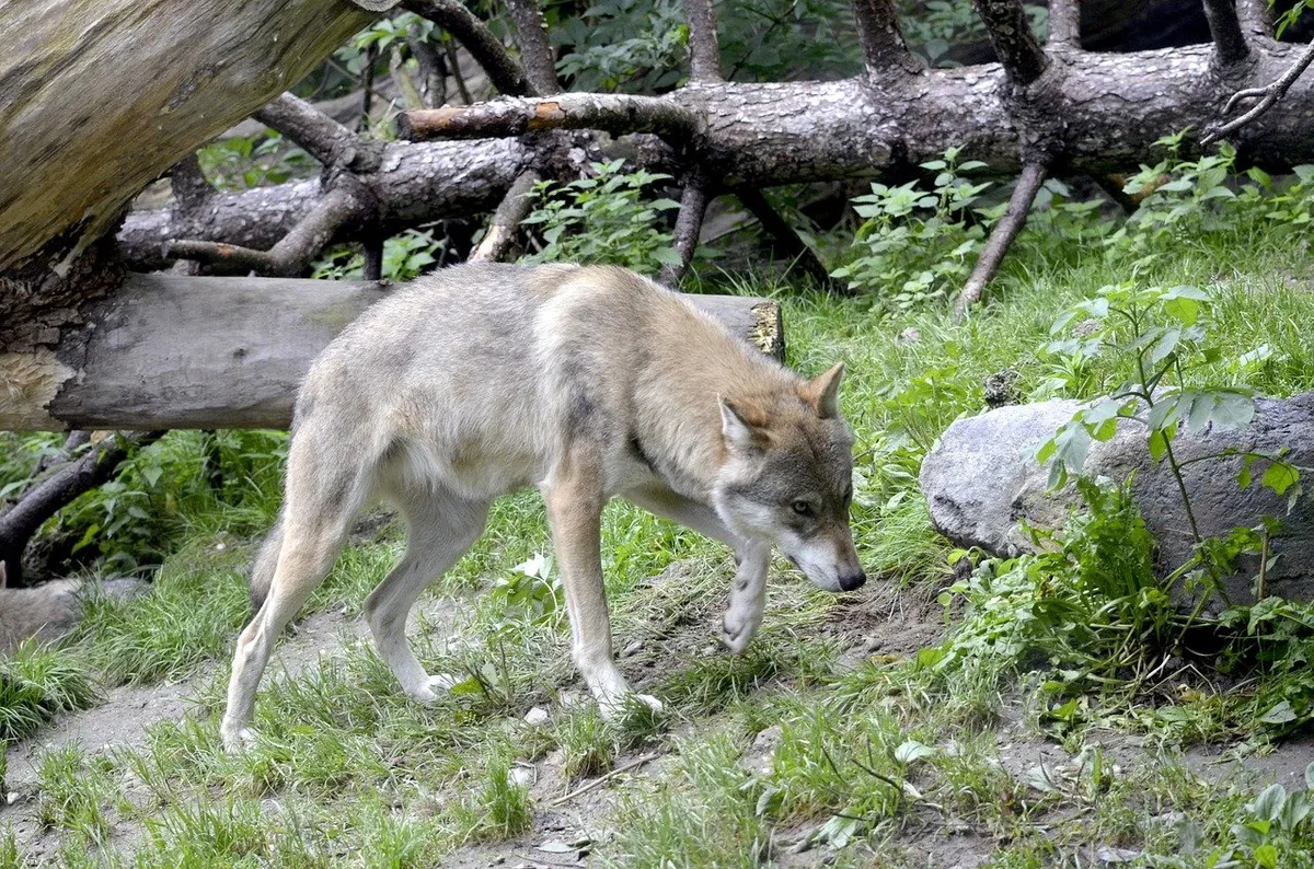 wolf Ziegen brechen nach Wolfsangriff aus – drei getötet, zwei verletzt