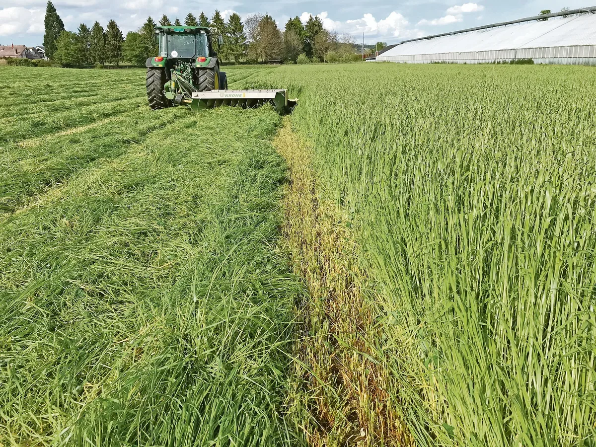 Mit dem integrierten Aufbereiter am Mähwerk wird die Anwelkzeit verringert – besonders bei feuchtem Wetter nützlich. (Bild Lukas Streit)