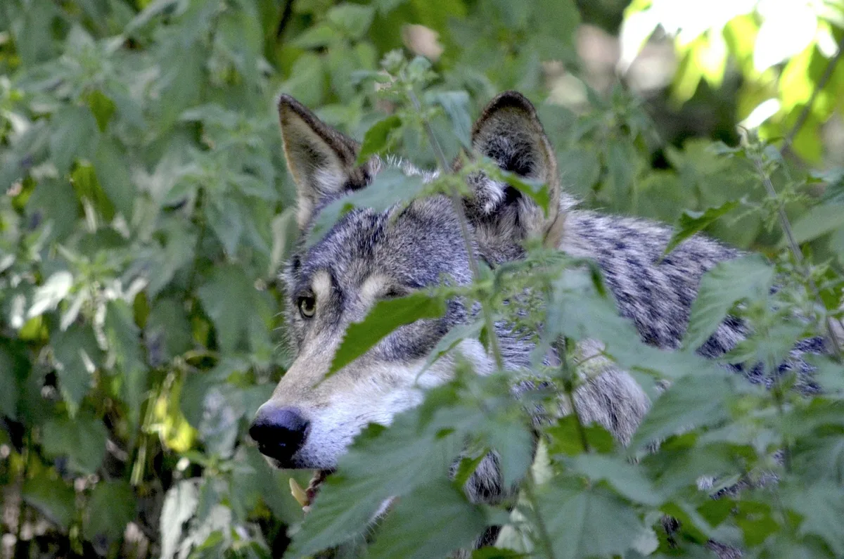 Nach dem Tod einer Mutterkuh fordert der Bündner Bauernverband den «Wolfs-Notstand»