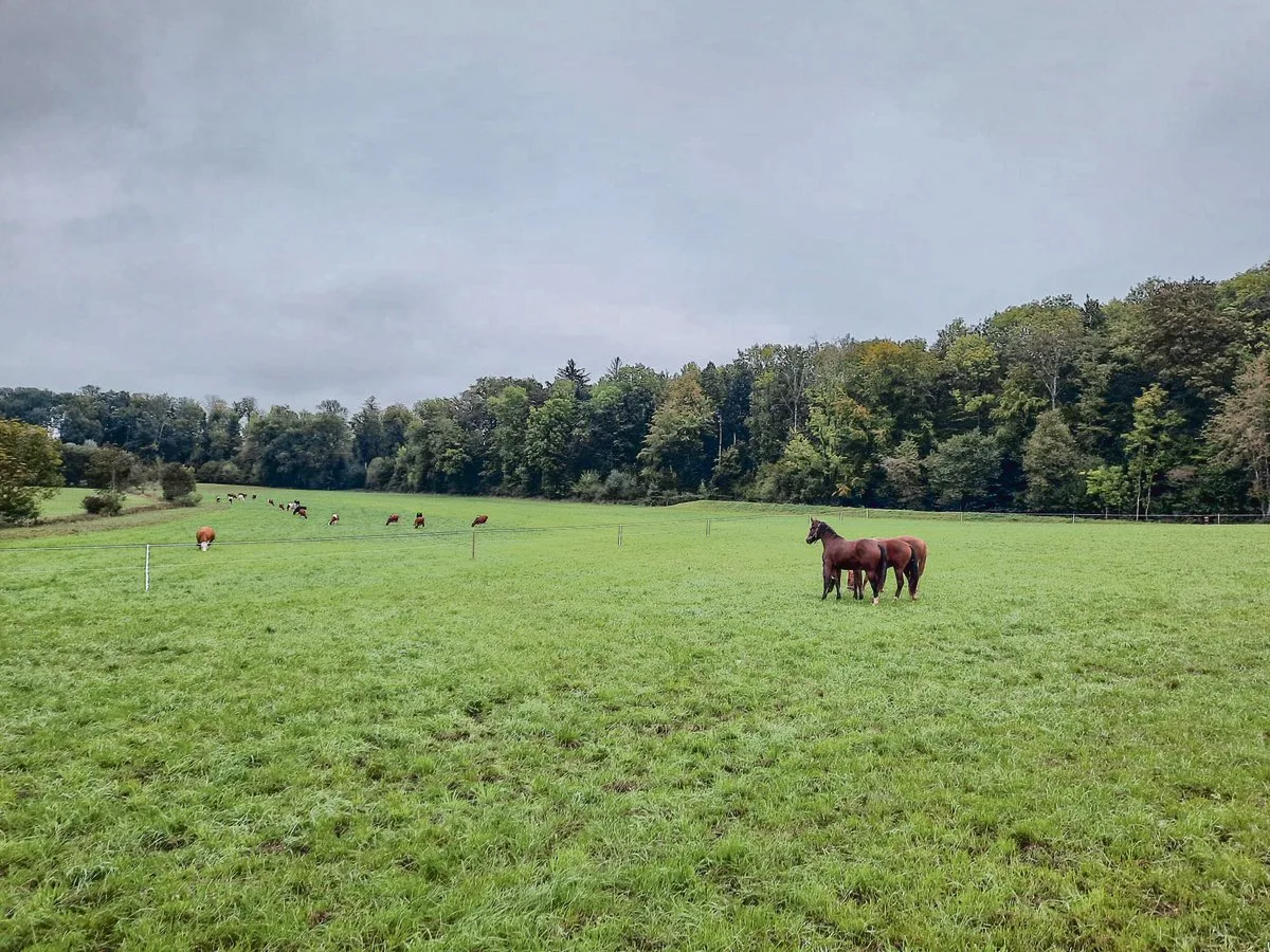 Pferdehaltung ist Teil der Landwirtschaft. Pferde sind aber gerade hier auch immer wieder Auslöser für Konflikte. Schuld daran sind aber eher deren Besitzer.(Bild Mathilde Poupon)