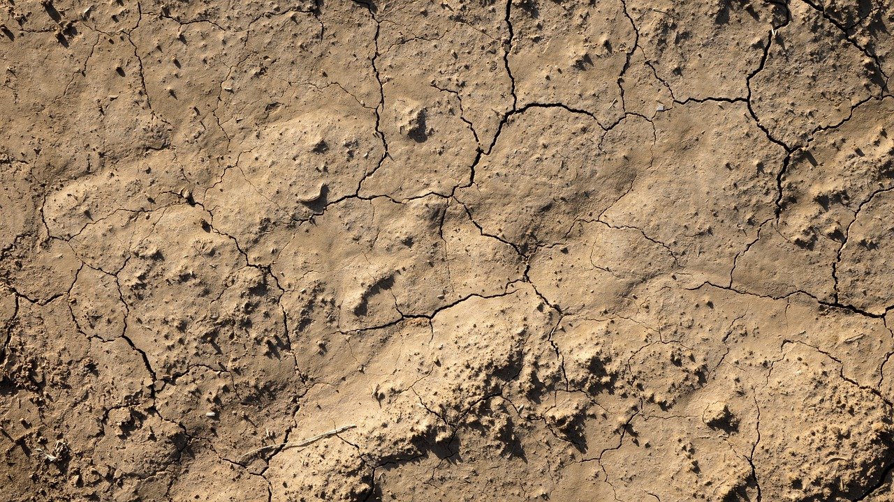 Die aktuelle Trockenheit in Schweden könnte die Grundfutterversorgung gefährden. (Symbolbild Pixabay)
