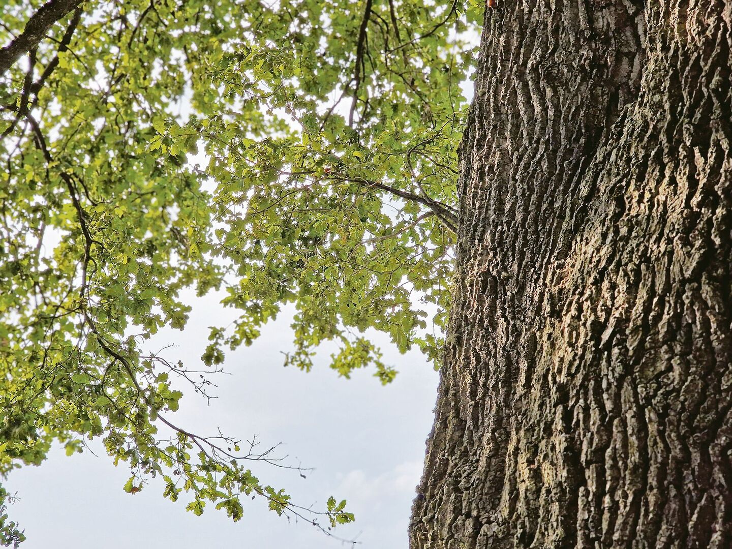 Die Rinde der Eiche beeindruckt in der Natur – deren Nutzen im Stall ist gross.