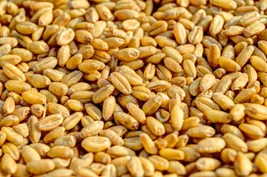 Über 180'000 Tonnen Hart- und Weichweizen lagern im Pflichtlager. Alle Pflichtlager Produkte und Mengen weiter unten im Kasten. (Bild Pixabay)