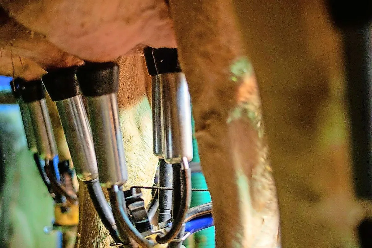 Das gute Futter ist schuld: Die Milcheinlieferungen sind seit ein paar Monaten zu hoch. Der Markt kann die Menge nicht schlucken. Die Milchproduzenten sollen jetzt weniger melken.