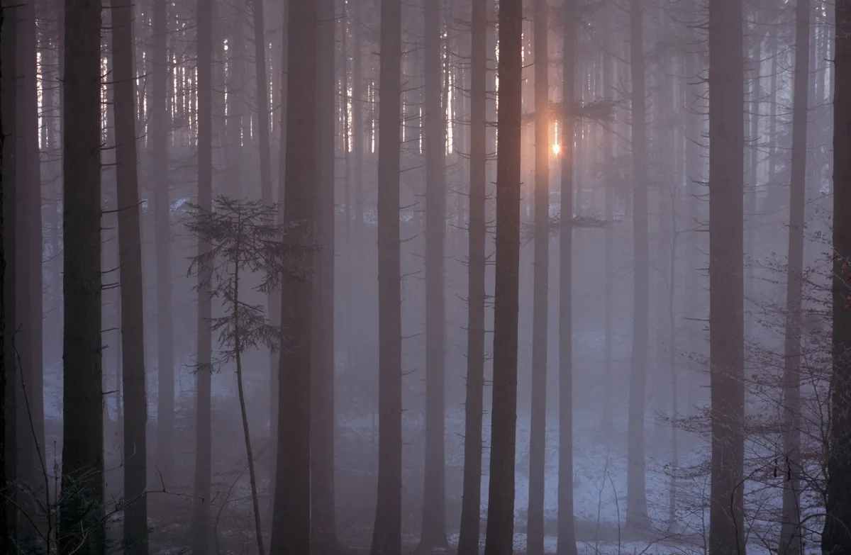 005163ed9803d70433e7cfe2af19f61b0b8c1fb5 Viele Wälder in der Schweiz sind sehr dicht und dunkel, was lichtliebende Tier- und Pflanzenarten benachteiligt. (Bild Markus Bolliger / WSL)