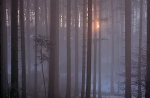 Viele Wälder in der Schweiz sind sehr dicht und dunkel, was lichtliebende Tier- und Pflanzenarten benachteiligt. (Bild Markus Bolliger / WSL)