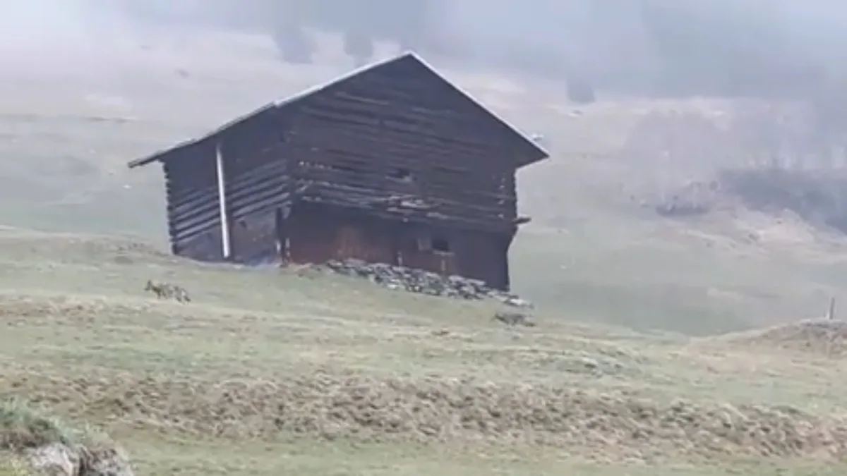 e45e75ee03a7dd4c24ba797581cecc06af30bb99 Ein Ausschnitt aus dem Video von Edith Spescha, das zwei der vier Wölfe zeigt. (Screenshot)