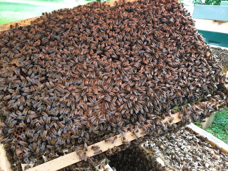 ec659ac57250fd66c9fbd002cfe2835d88d8f8cd Erfreulicherweise konnte im Honigjahr 2020 in der Schweiz kein einziger Befall eines Bienenvolkes mit dem Kleinen Beutekäfer registriert werden. (Bild ji)