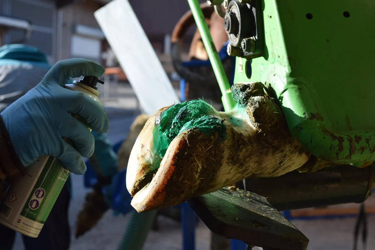 DSC_0078 Klauenpflege: Diese Schweizer Tierhaltenden wollen freiwillig besser werden